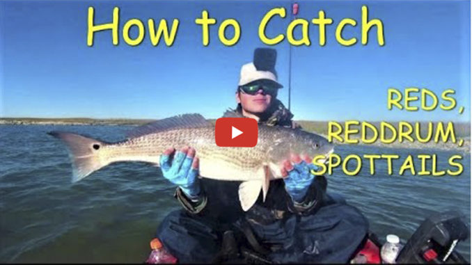 redfish