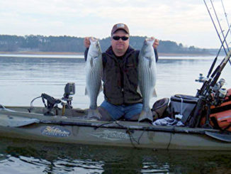 striped bass