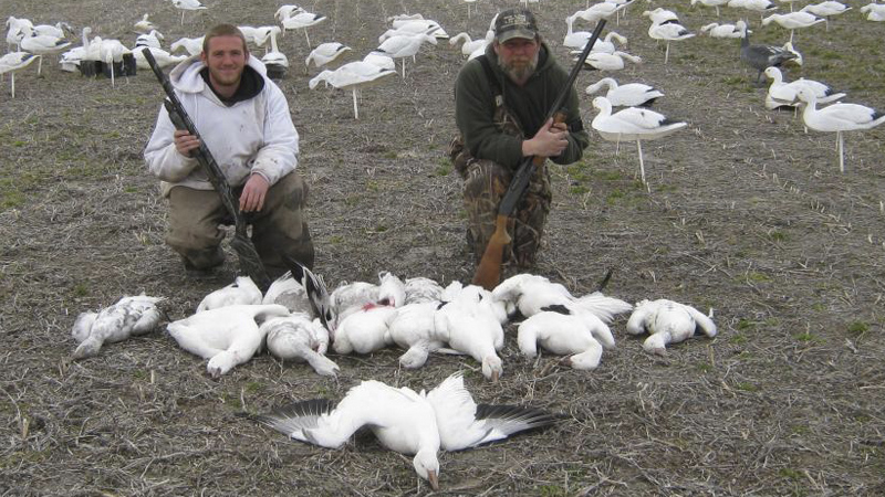 snow geese