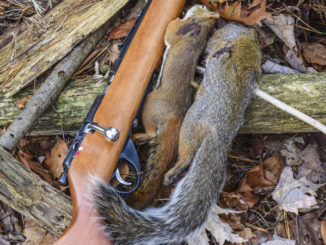 squirrel