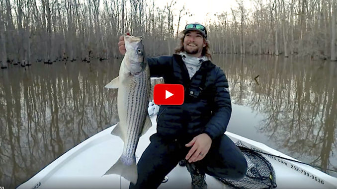 stripers