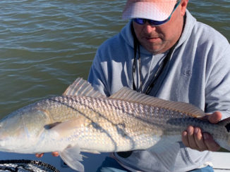 redfish