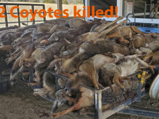 Carolina Coyote Classic