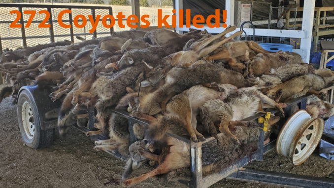 Carolina Coyote Classic