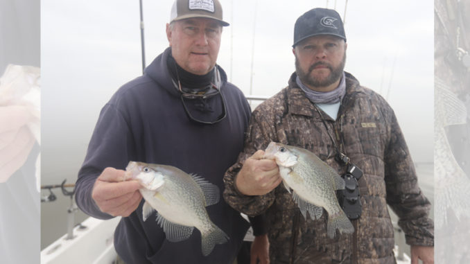crappie