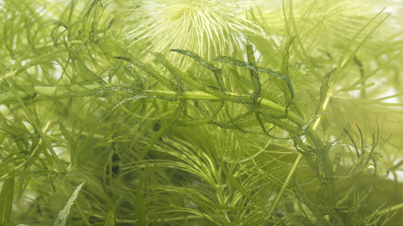 aquatic plant management