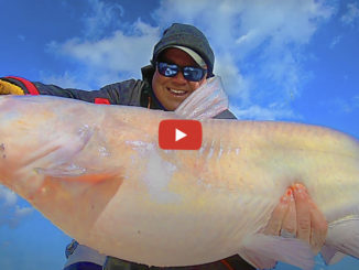 catfish