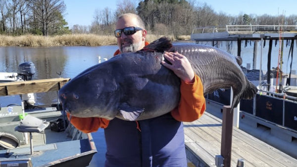 103-pound catfish