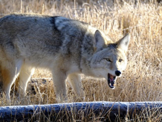 coyotes