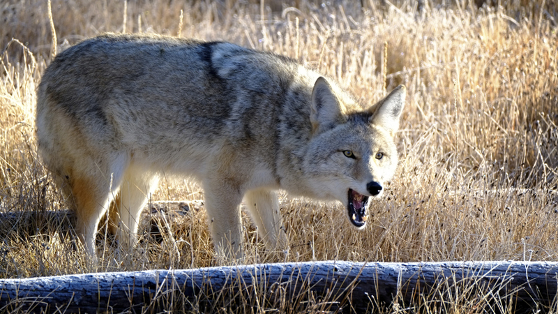 coyotes