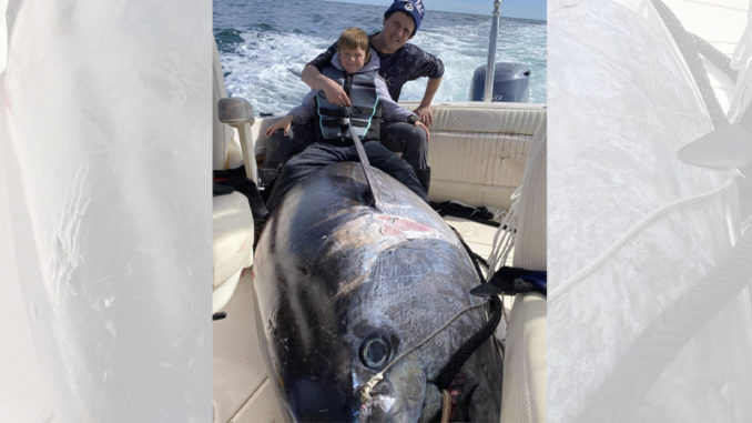 bluefin