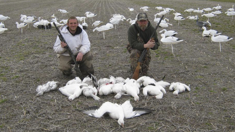 waterfowl