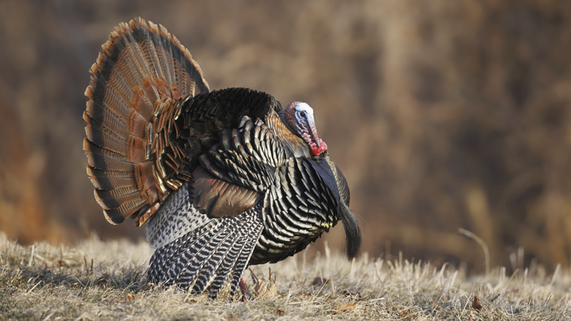 turkey