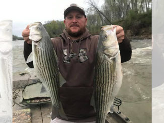 stripers