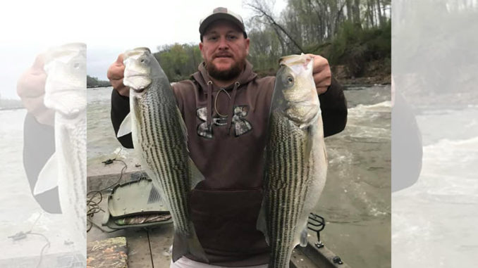 stripers