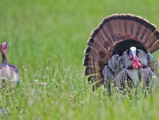 turkey hunting seminars