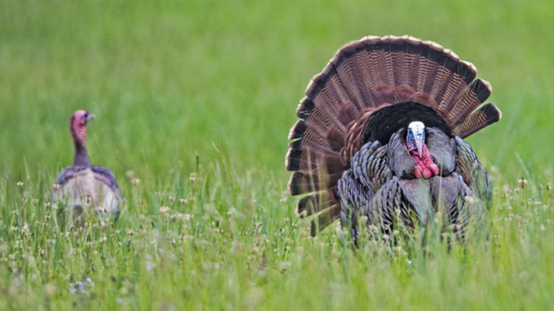 turkey hunting seminars
