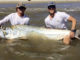tarpon