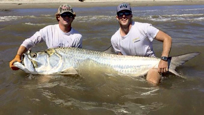 tarpon