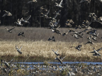 migratory bird