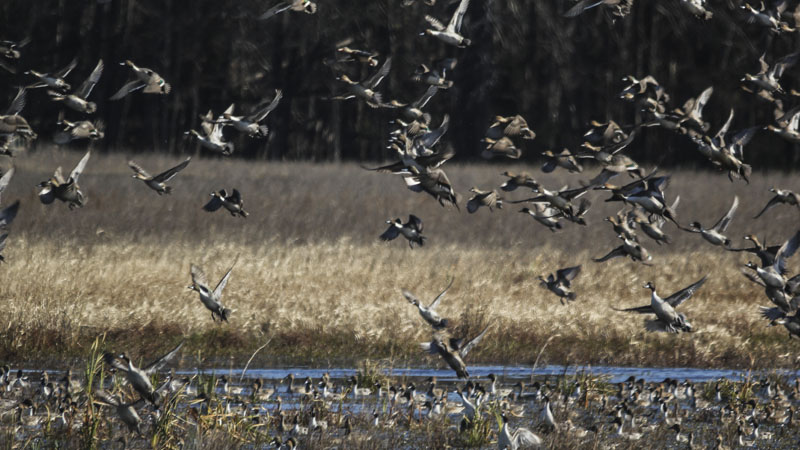 migratory bird
