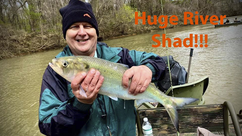 Big shad are biting on the Santee River - Carolina Sportsman