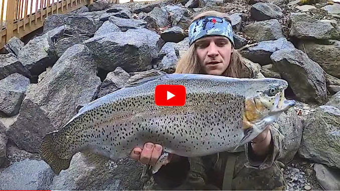 trout