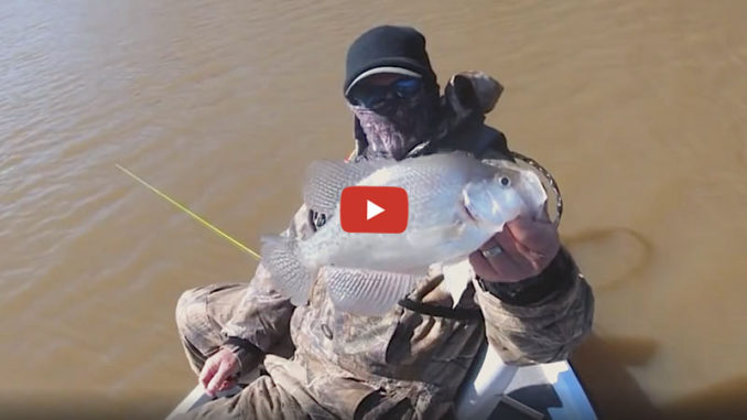 crappie