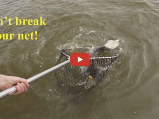 heavy fish