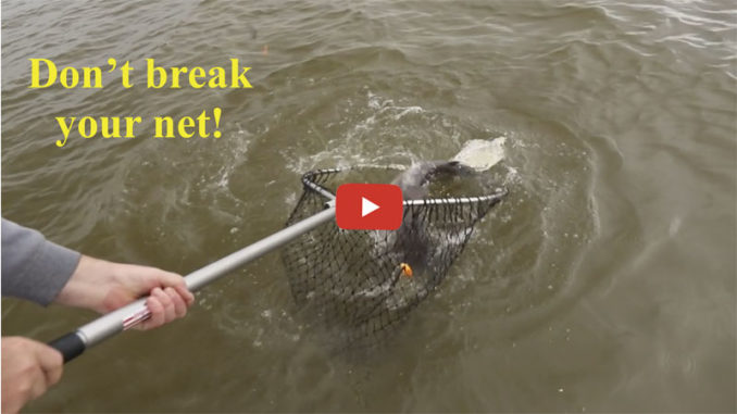 heavy fish
