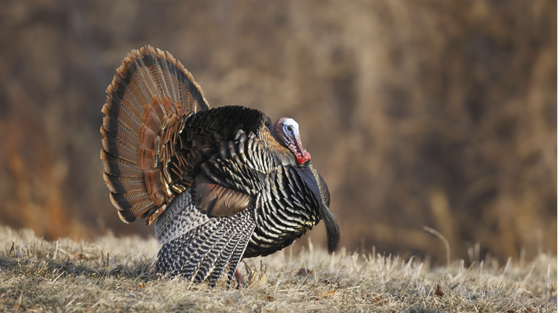 turkey tags