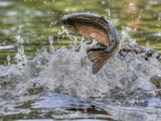 trout waters