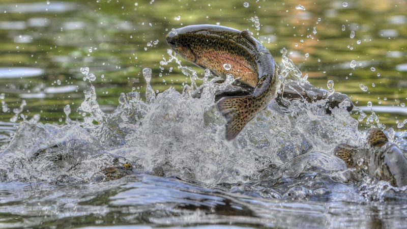 trout waters