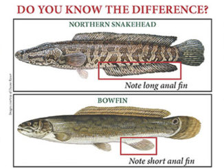 snakehead