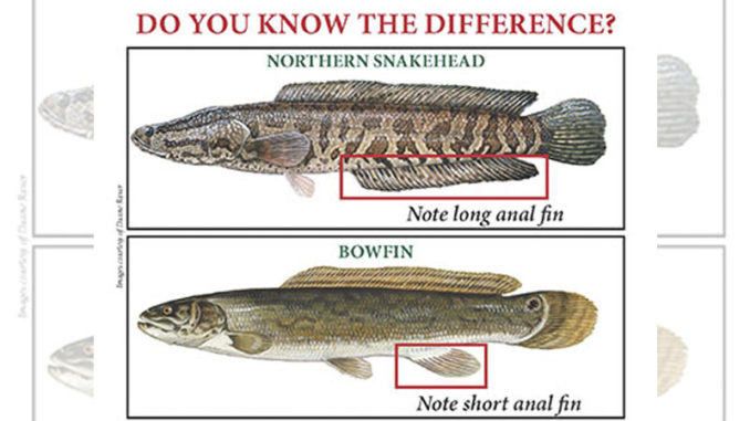 snakehead