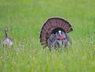 women's turkey hunting