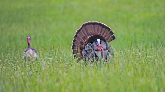 women's turkey hunting