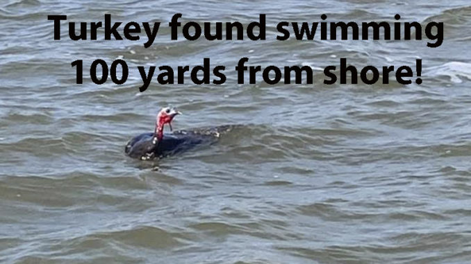 turkey