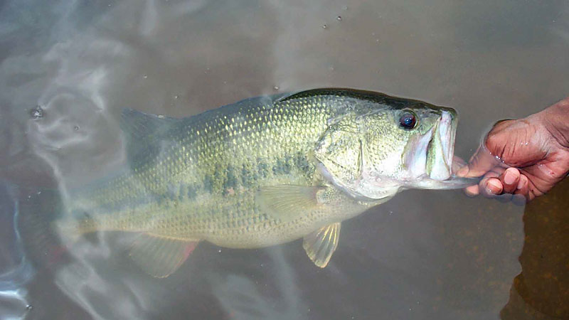 prespawn bass