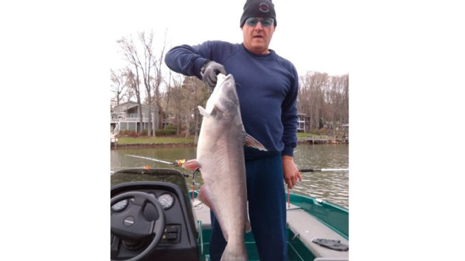 catfish