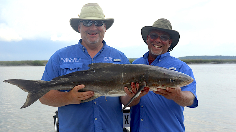cobia