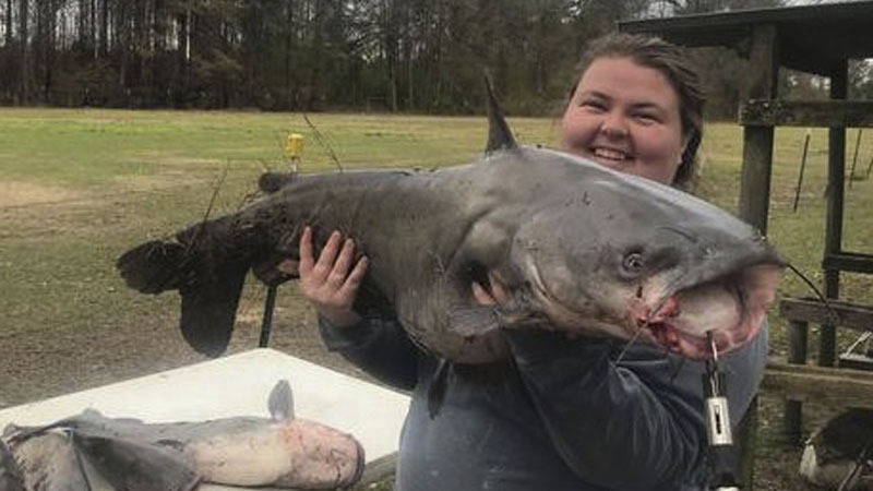 catfish