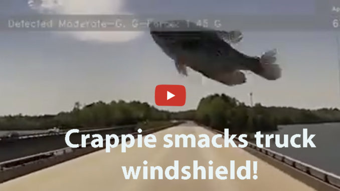 crappie