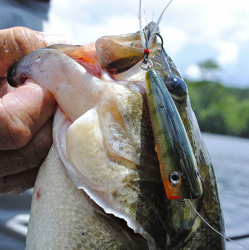May is time for topwater bassing in the Carolinas - Carolina Sportsman