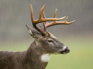 deer harvest