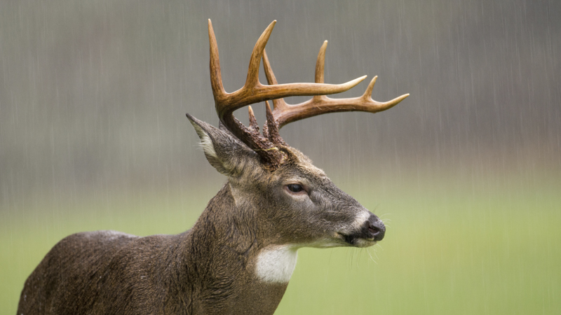 deer harvest