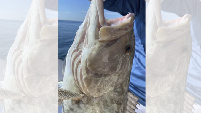 grouper