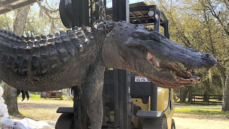 gator