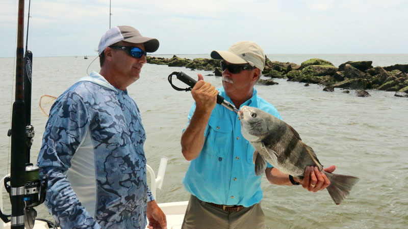 black drum