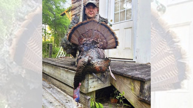 banded turkey